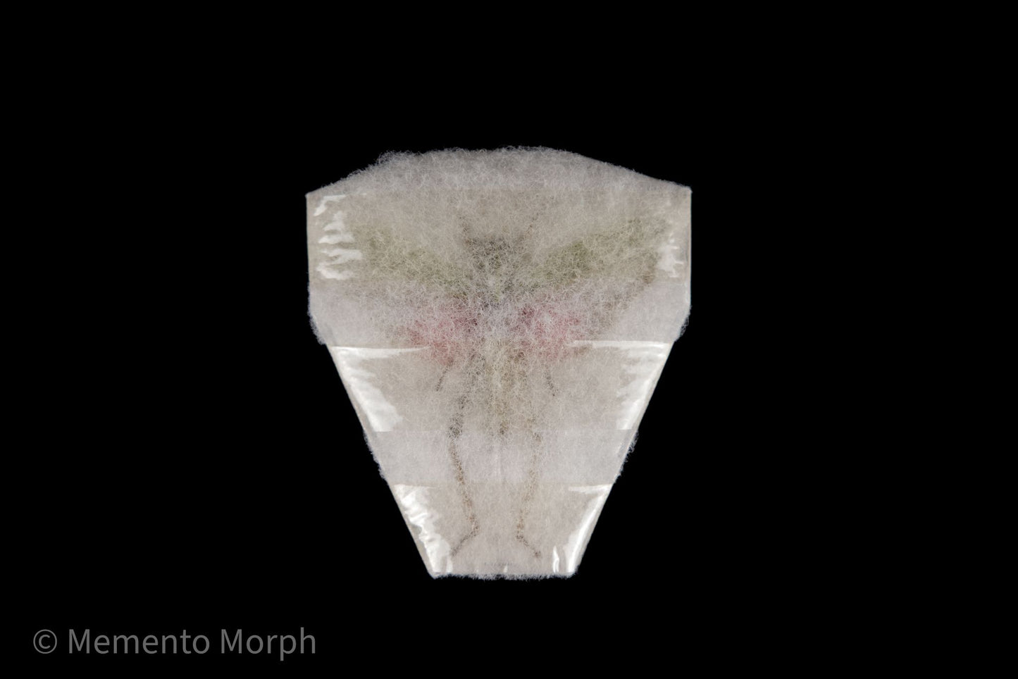 Chondracris Rosea (Spread)