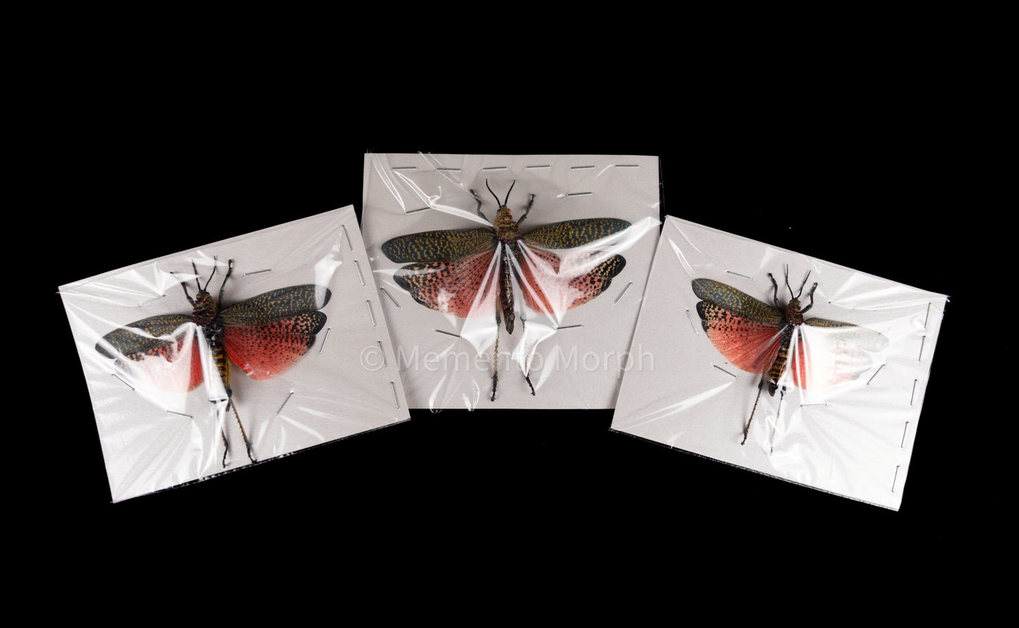 Phymateus Saxosus (Spread)