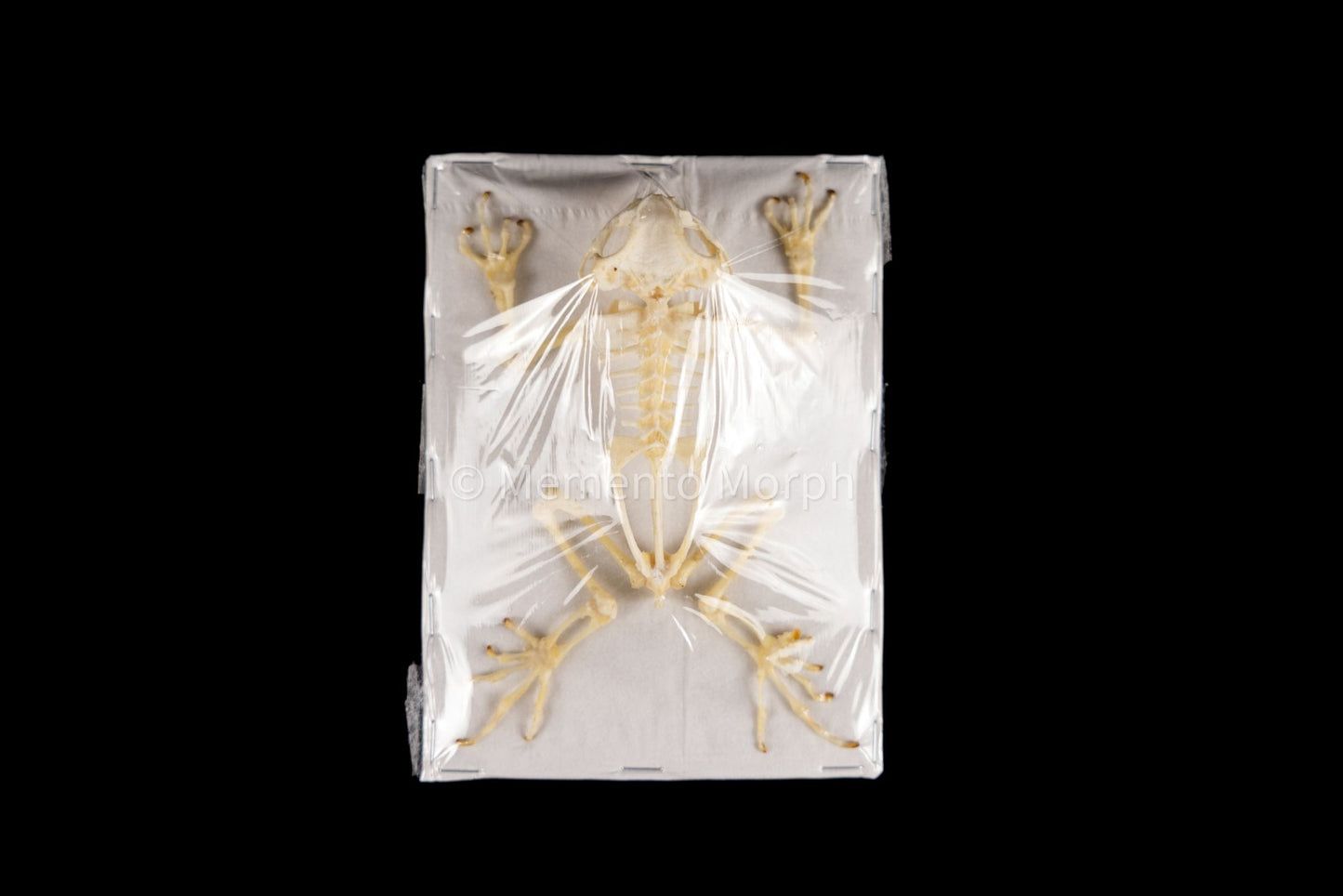 Duttaphrynus Melanostictus skeleton (Preserved)