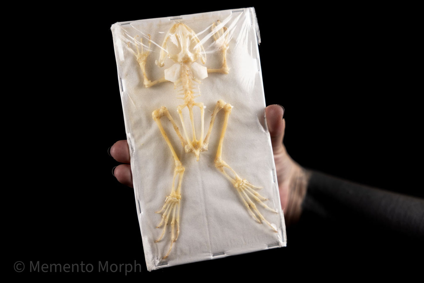 Fejervarya Limnocharis skeleton (Preserved)