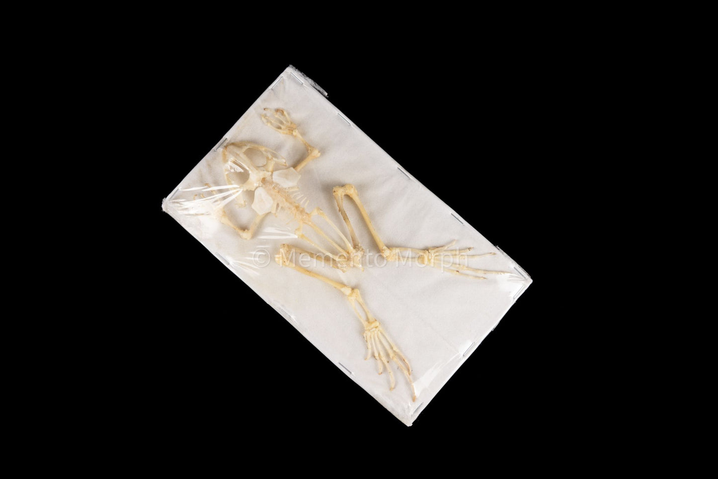 Fejervarya Limnocharis skeleton (Preserved)