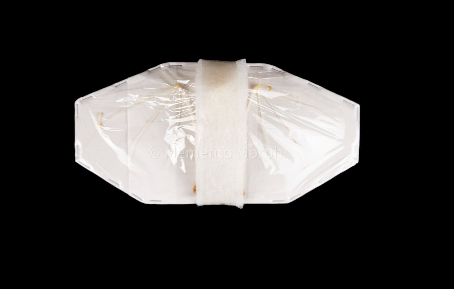 Macroglossus Minimus Skeleton (Preserved)