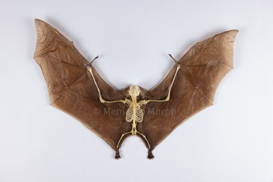 Macroglossus Minimus (Preserved)