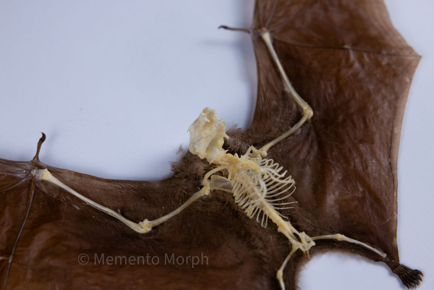 Macroglossus Minimus (Preserved)