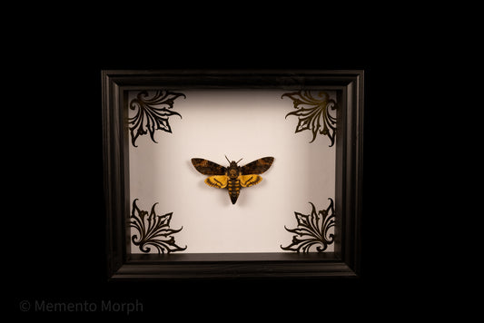 Framed Death’s-head Hawkmoth with Gold Ornament Background