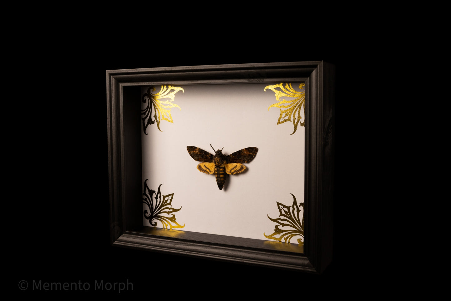 Framed Death’s-head Hawkmoth with Gold Ornament Background