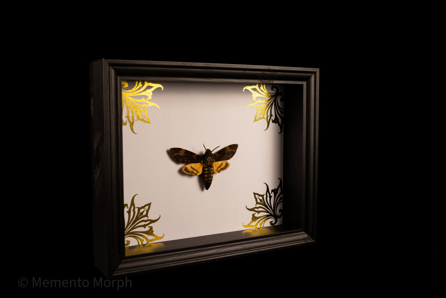 Framed Death’s-head Hawkmoth with Gold Ornament Background