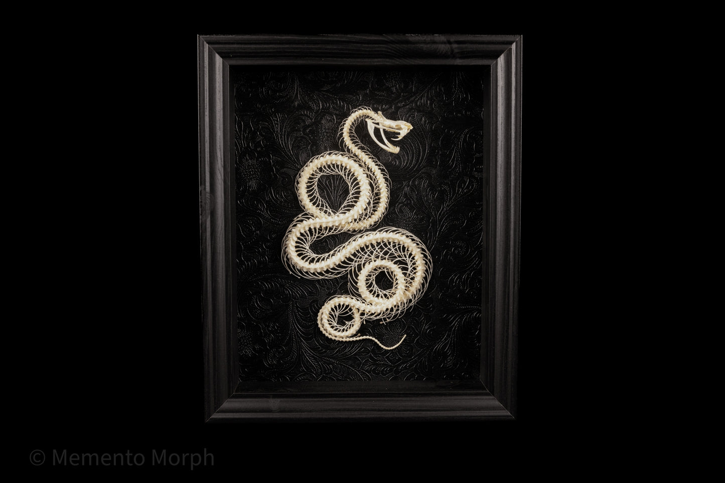 Framed Trimeresurus Albolabris Skeleton with Black Ornamental Background