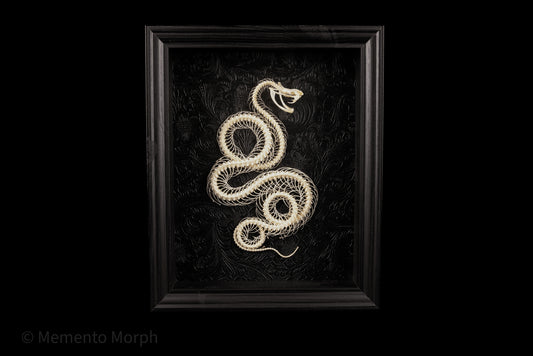 Framed Trimeresurus Albolabris Skeleton with Black Ornamental Background