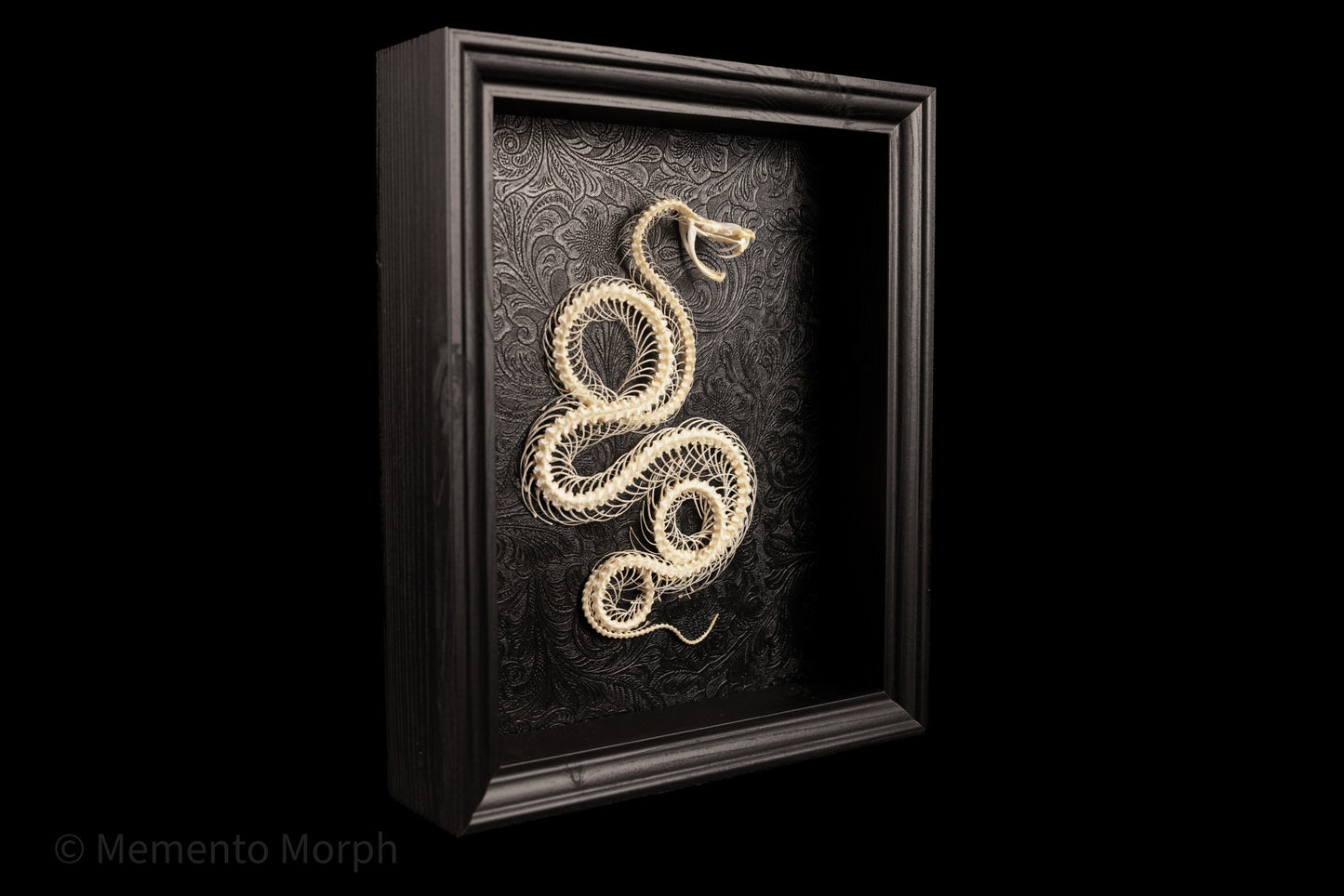 Framed Trimeresurus Albolabris Skeleton with Black Ornamental Background