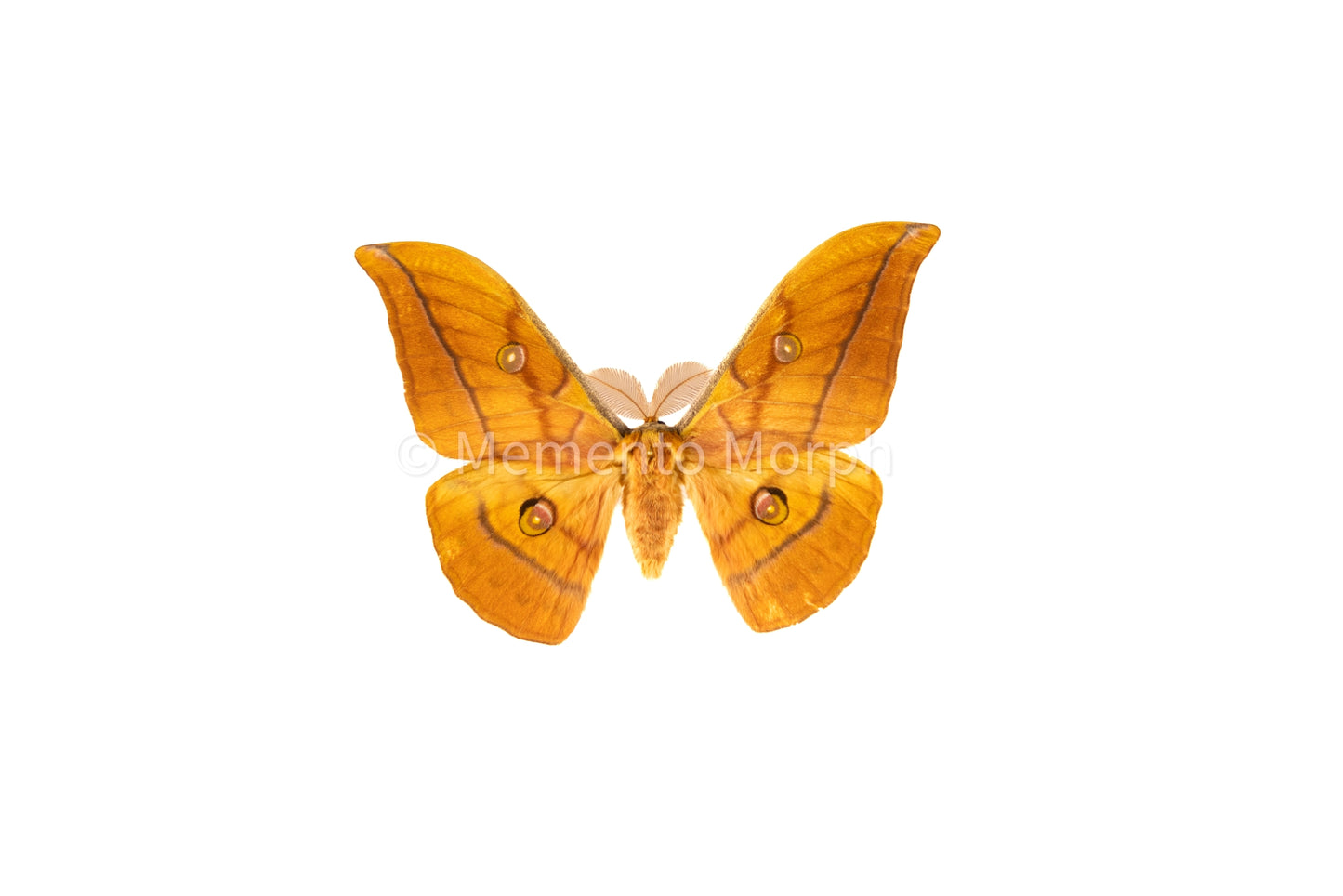 Antheraea Yamamai Moth (Spread)