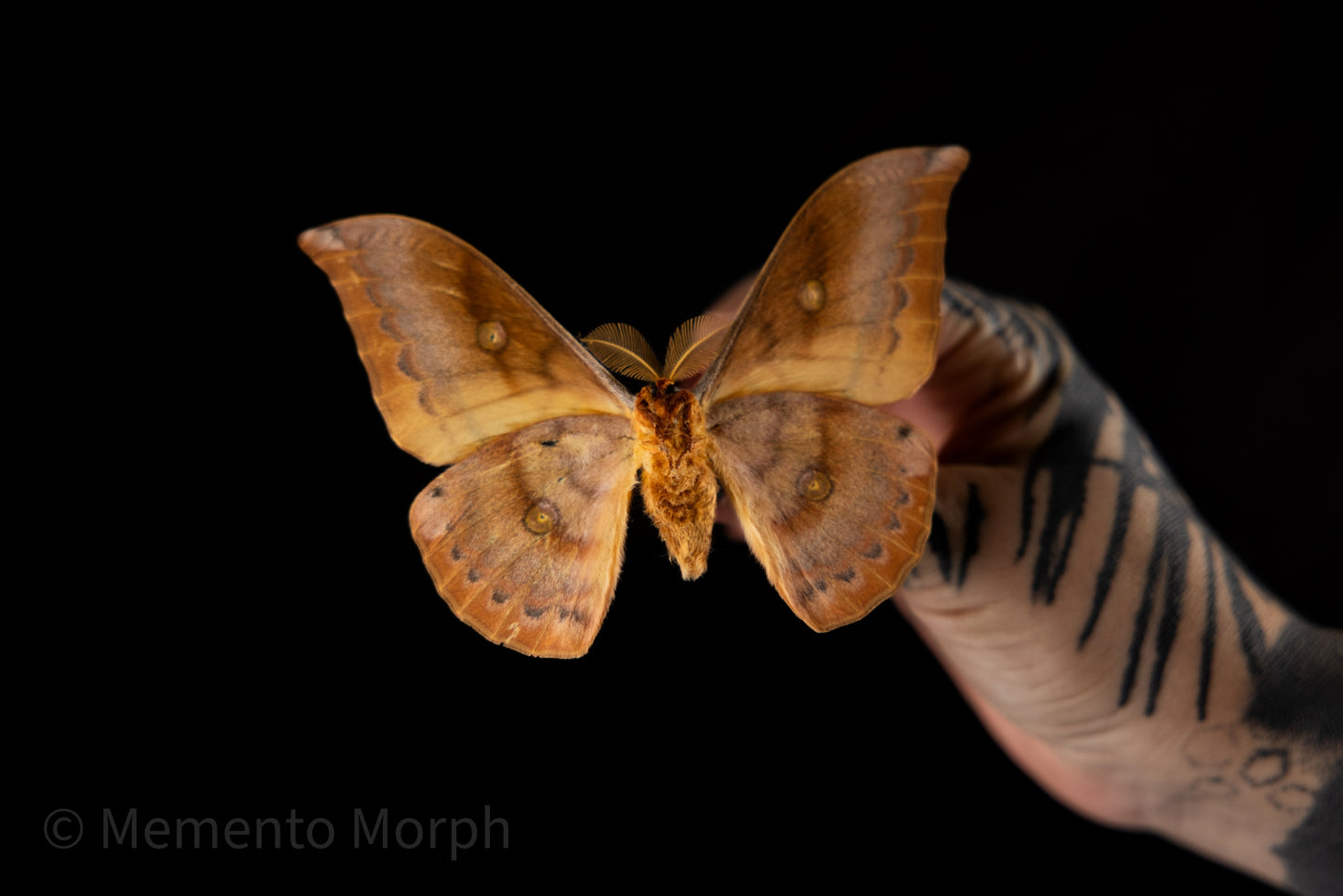 Antheraea Yamamai Moth (Spread)