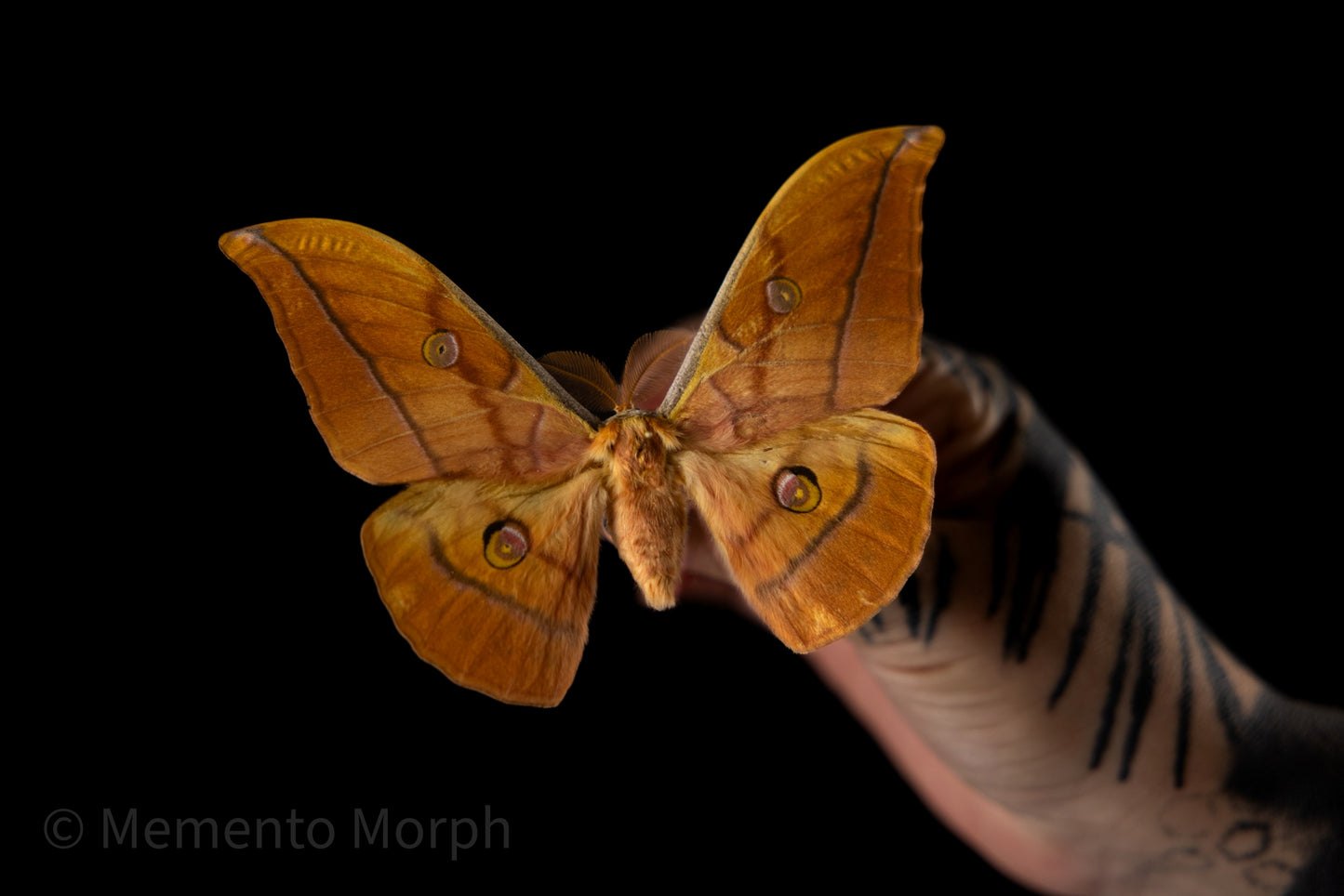 Antheraea Yamamai Moth (Spread)