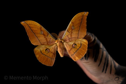 Antheraea Yamamai Moth (Spread)