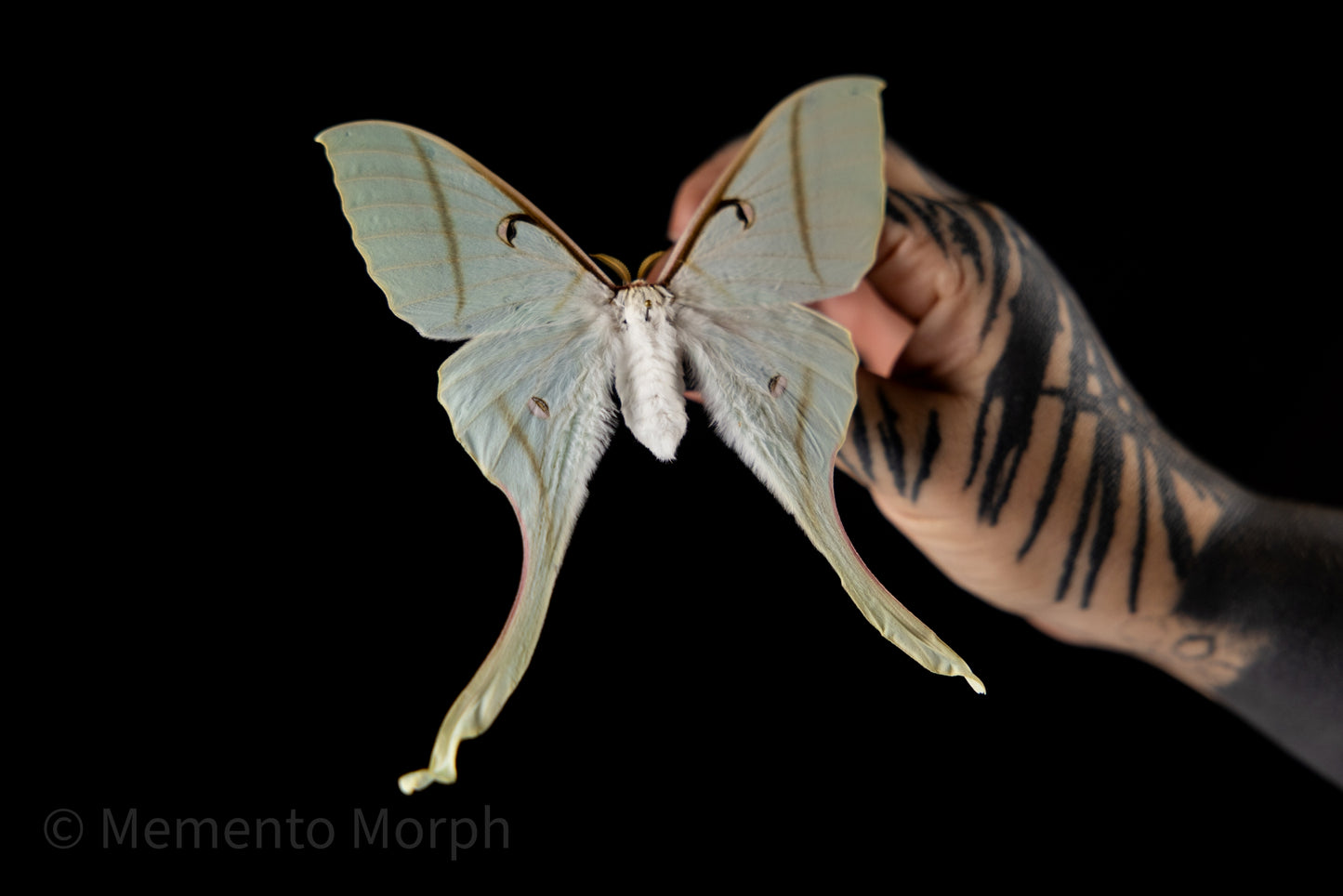 Actias Rhodopneuma Moth (Folded Wings)