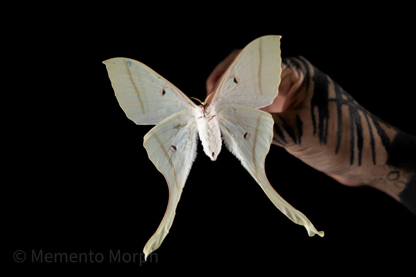 Actias Rhodopneuma Moth (Folded Wings)