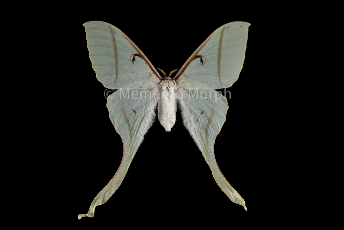 Actias Rhodopneuma Moth (Folded Wings)
