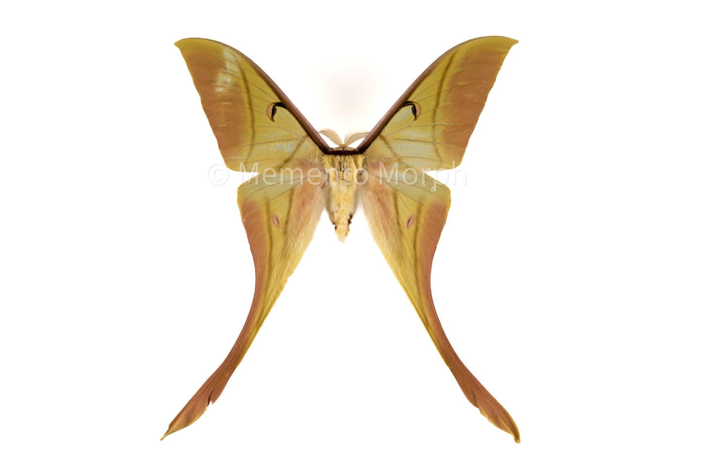 Actias Rhodopneuma Moth (Folded Wings)
