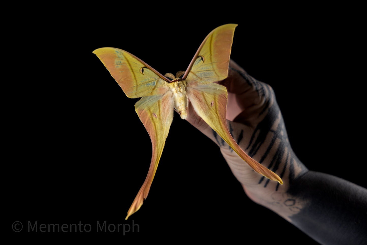 Actias Rhodopneuma Moth (Folded Wings)