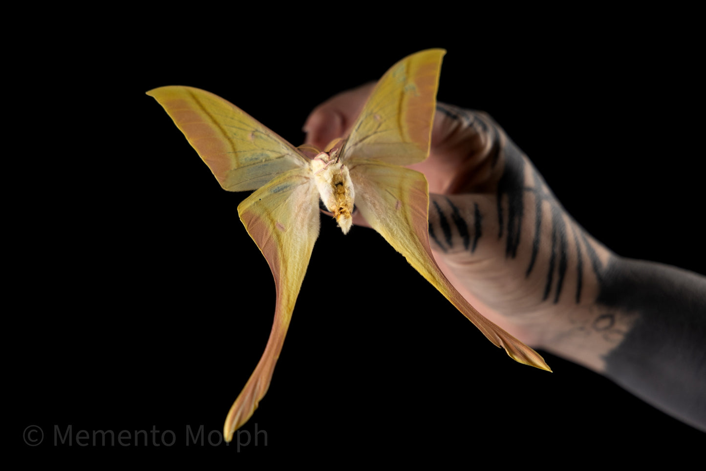 Actias Rhodopneuma Moth (Folded Wings)
