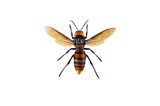 Vespa Mandarinia - Queen (Spread)