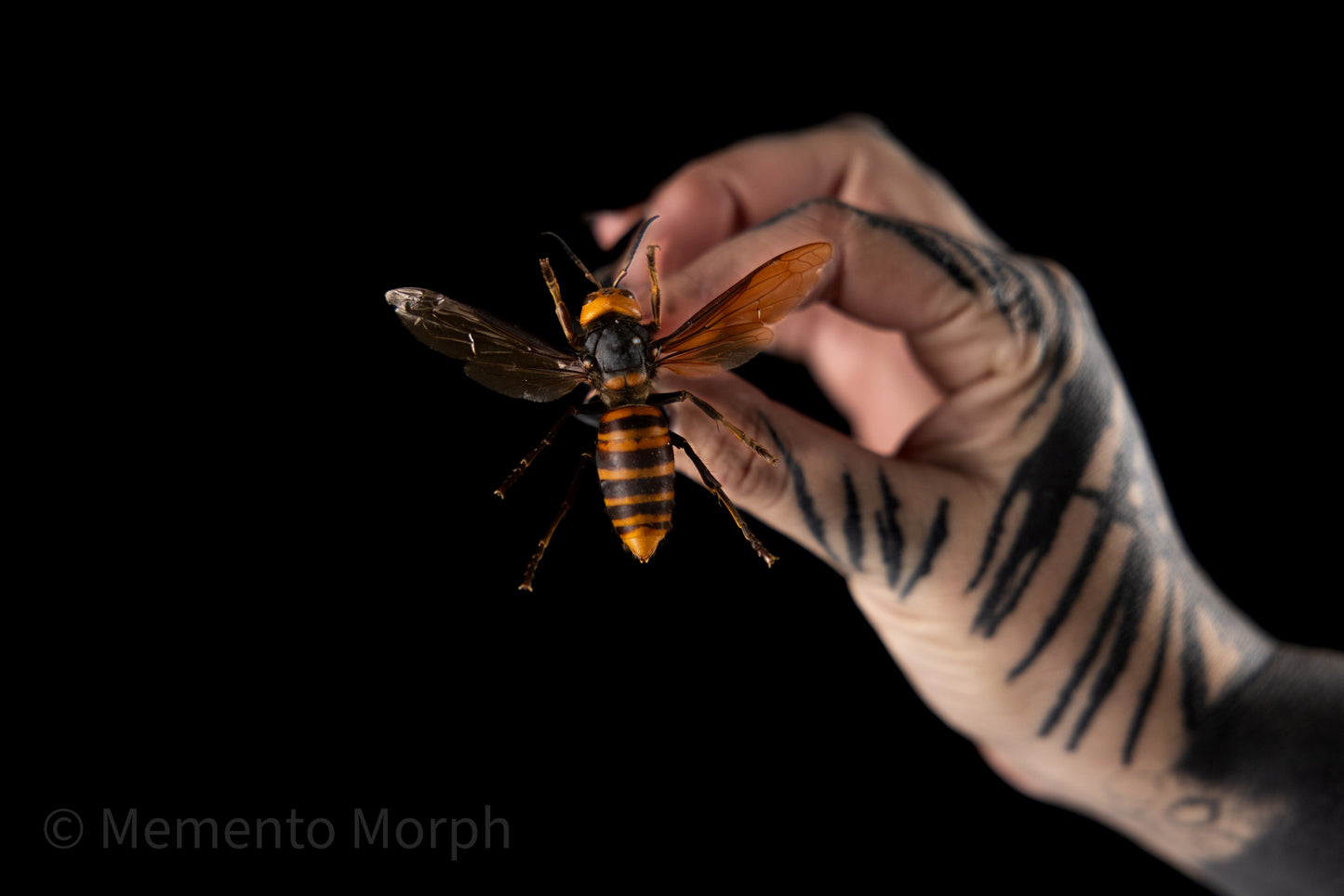 Vespa Mandarinia - Queen (Spread)