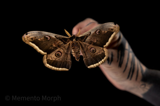 Saturnia Pyri Moth (Folded Wings)