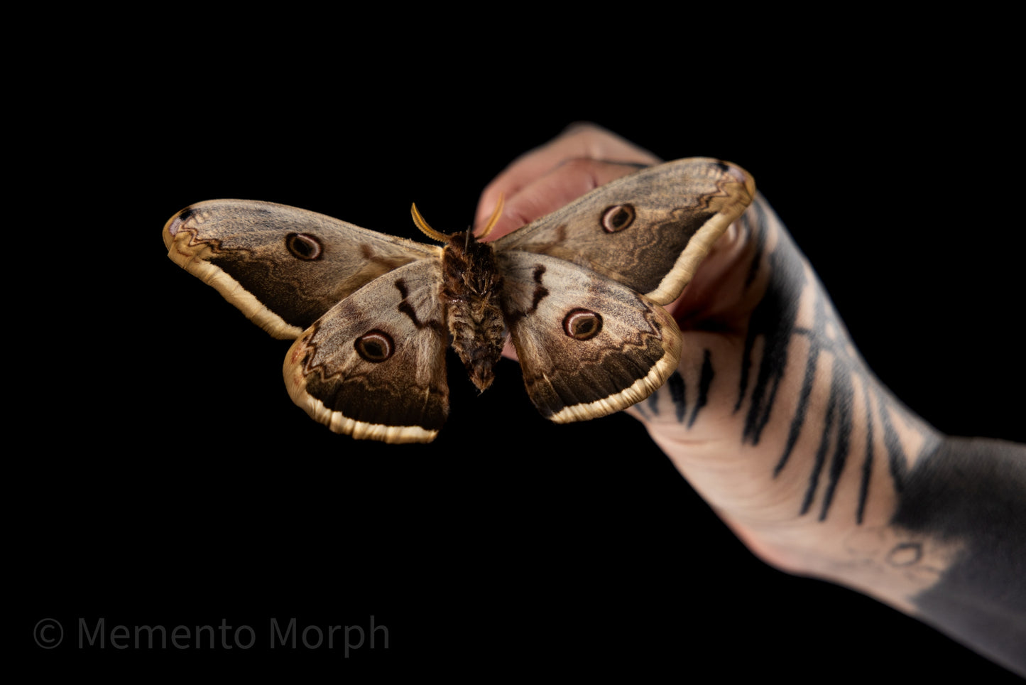 Saturnia Pyri Moth (Folded Wings)