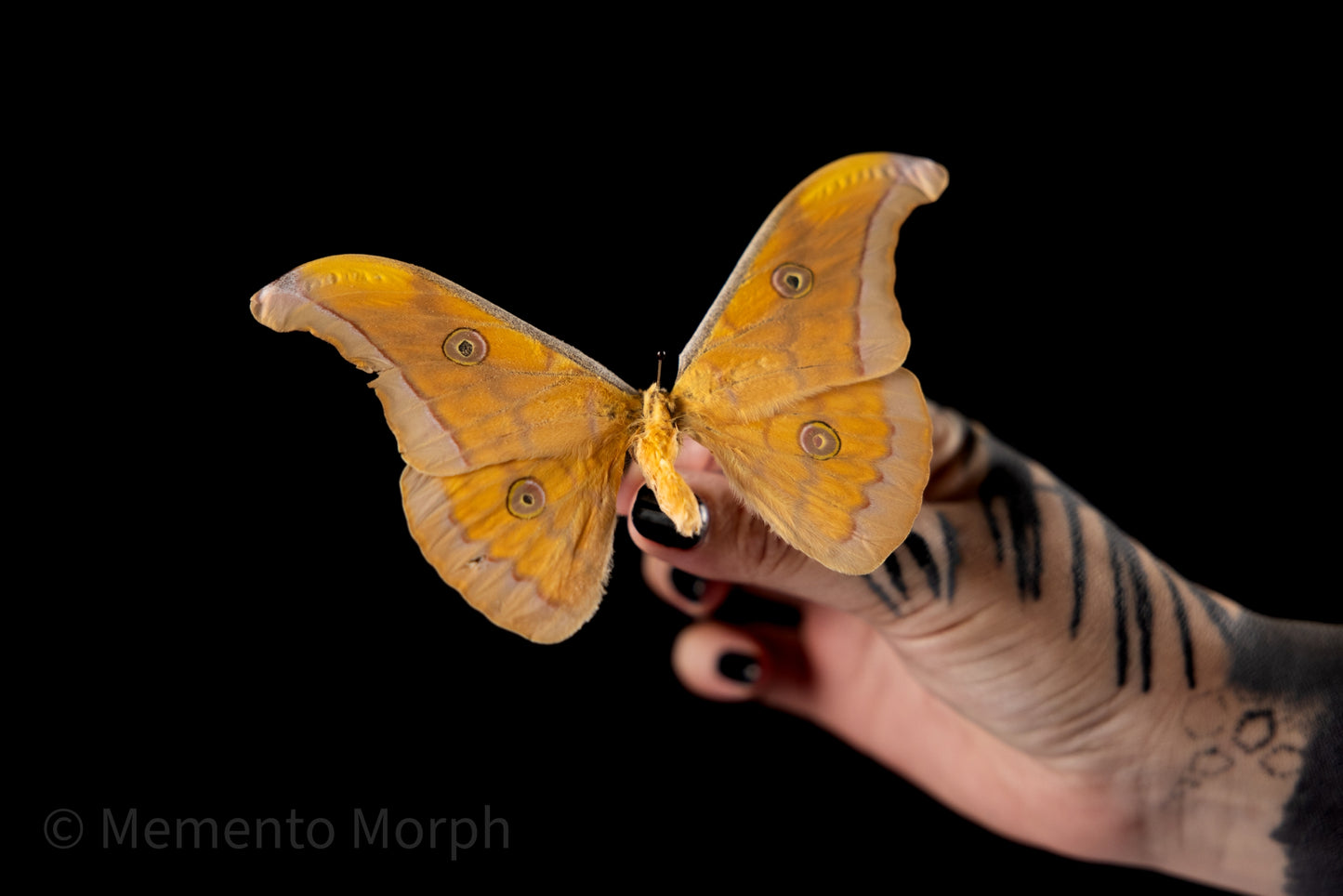 Antheraea Frithi Moth (Folded Wings)