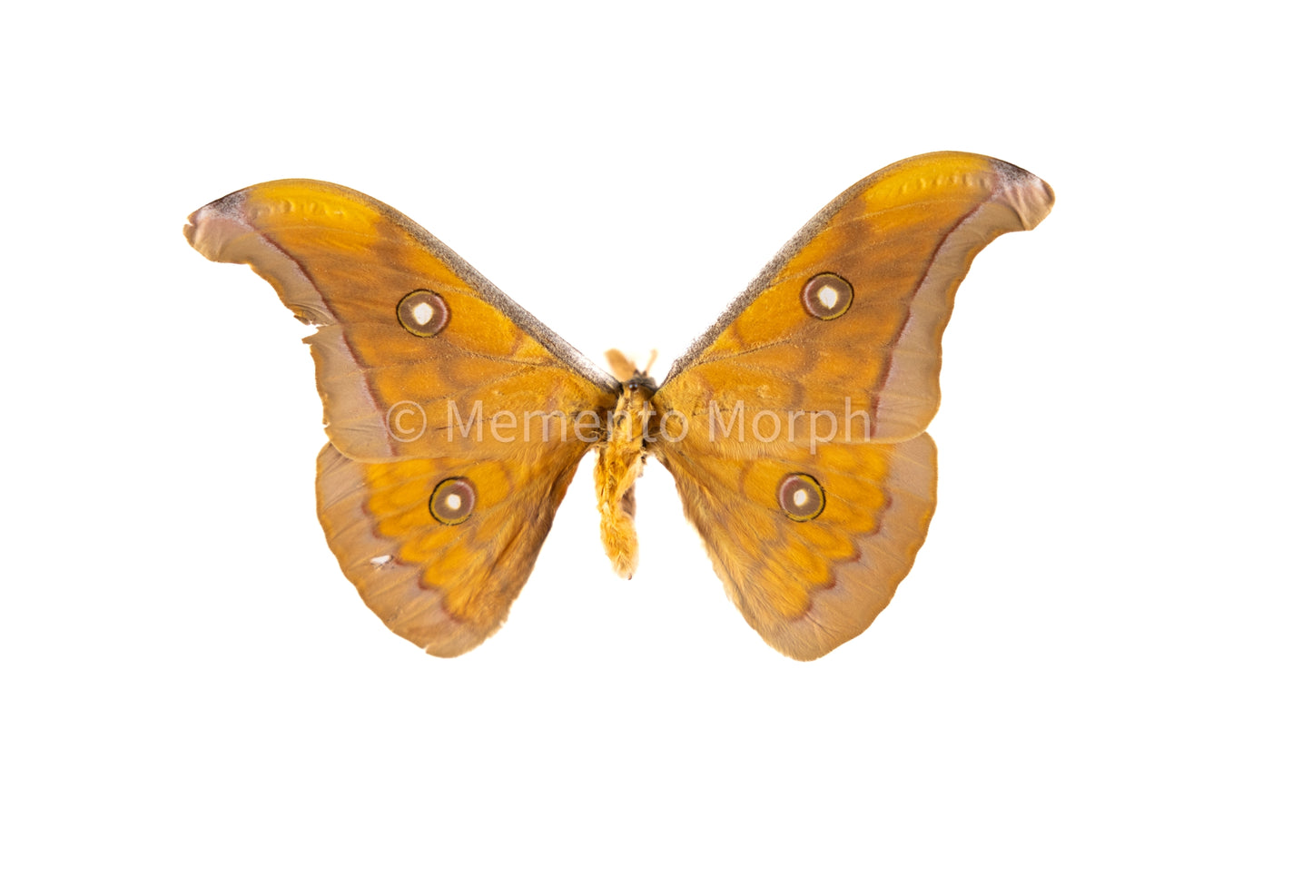 Antheraea Frithi Moth (Folded Wings)