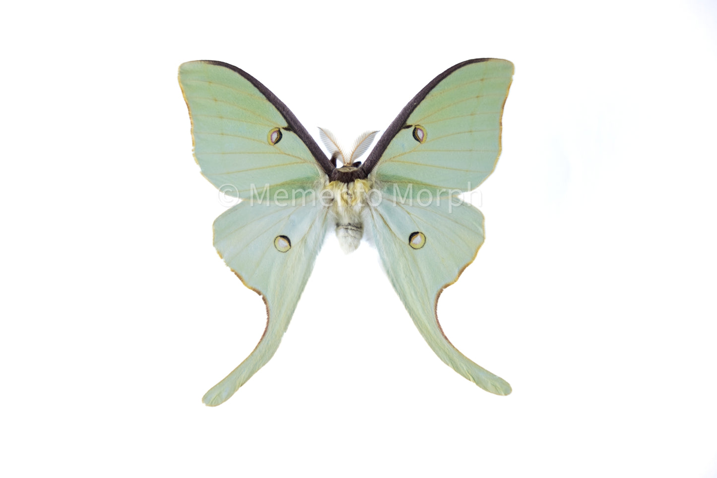 Actias Luna Moth (Folded Wings)