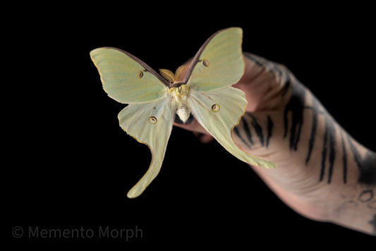 Actias Luna Moth (Folded Wings)