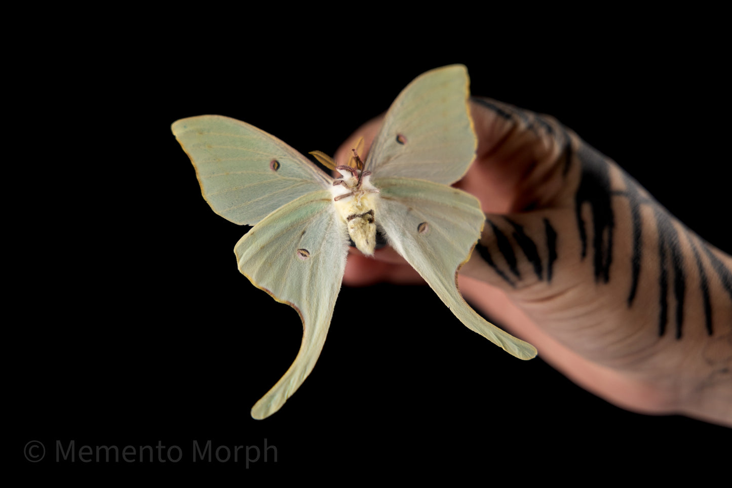 Actias Luna Moth (Folded Wings)