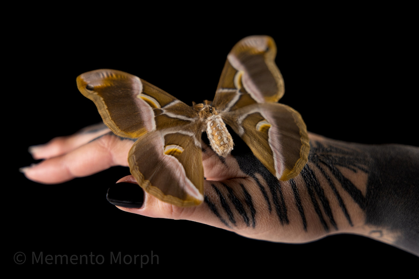 Samia Cynthia Moth (Spread)