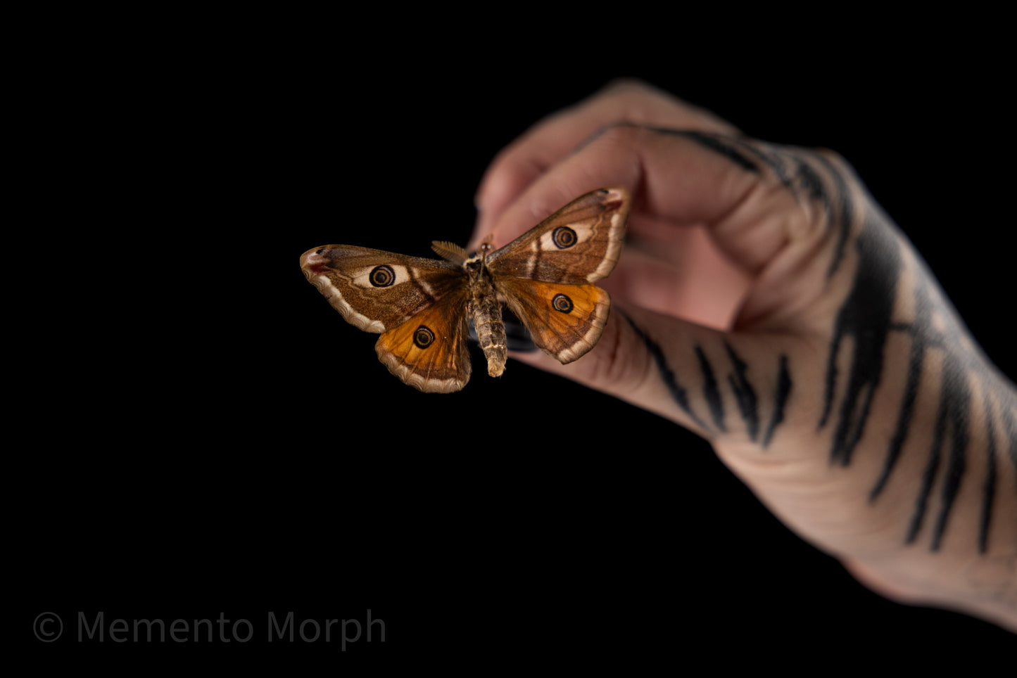 Saturnia Pavoniella Moth (Folded Wings)