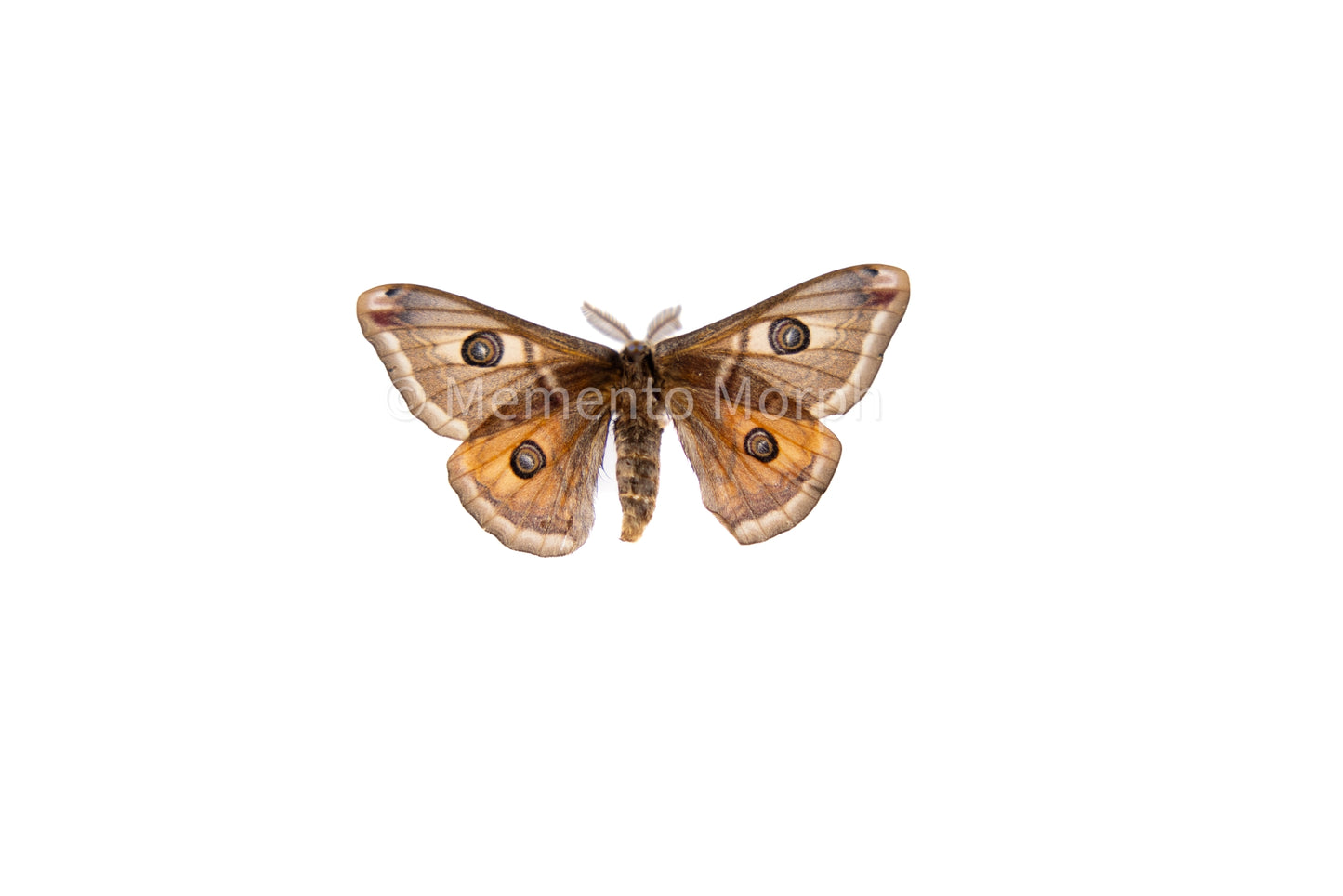 Saturnia Pavoniella Moth (Folded Wings)