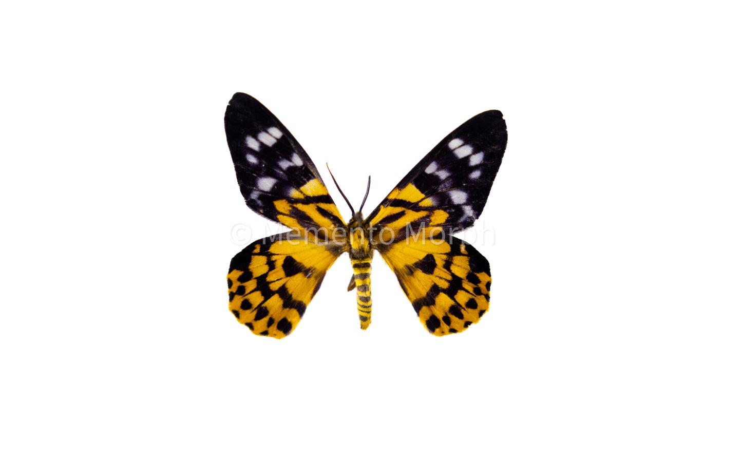 Dysphania Militaris Moth (Folded Wings)