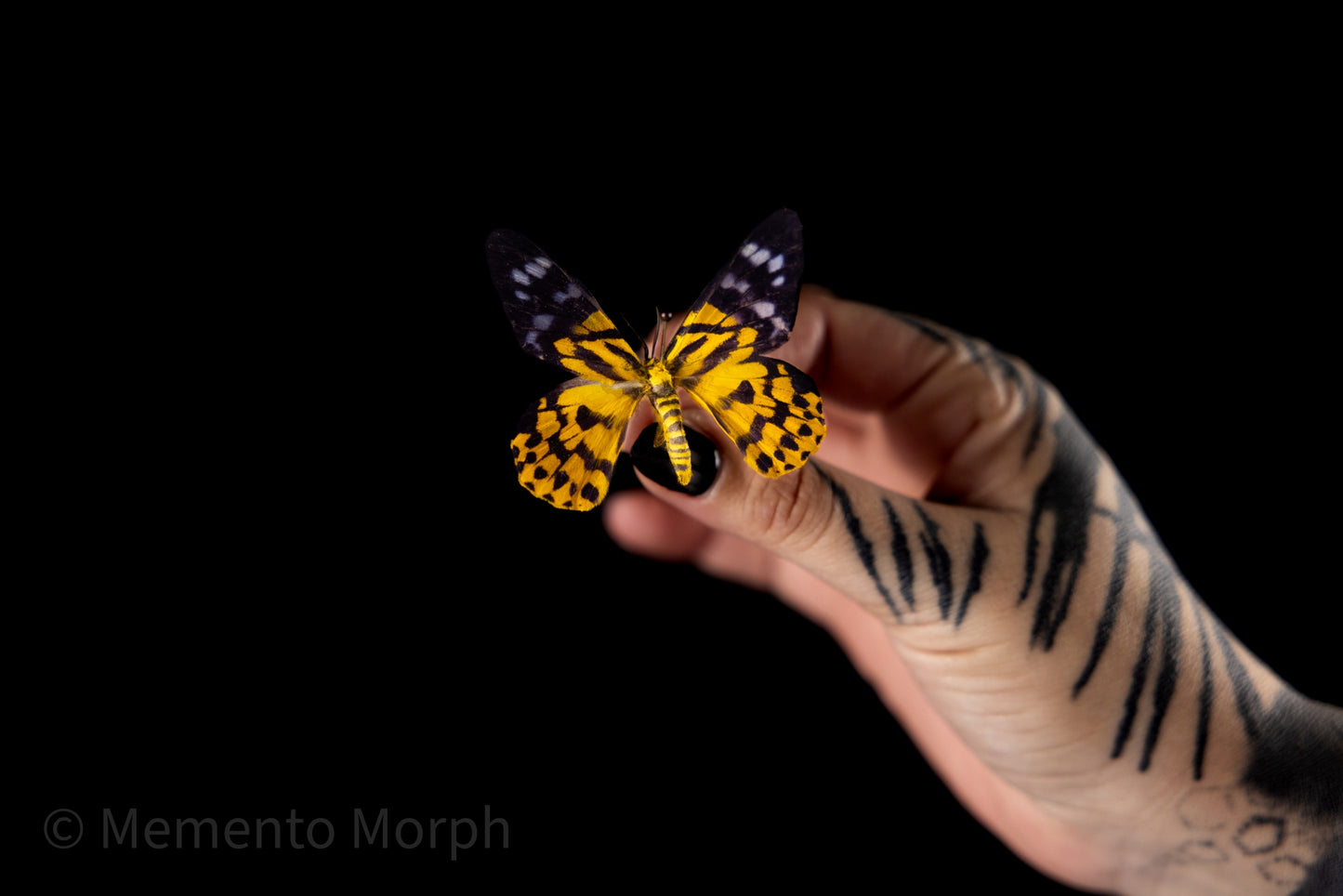 Dysphania Militaris Moth (Folded Wings)