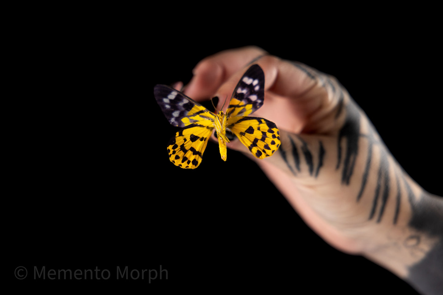 Dysphania Militaris Moth (Folded Wings)