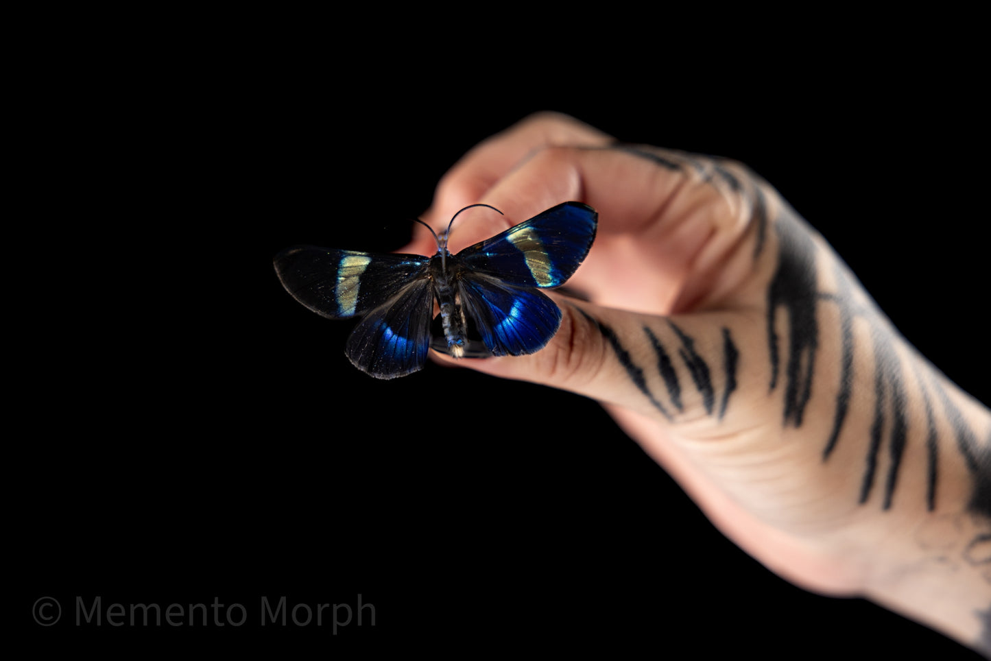 Milionia Delicatula Moth (Folded Wings)