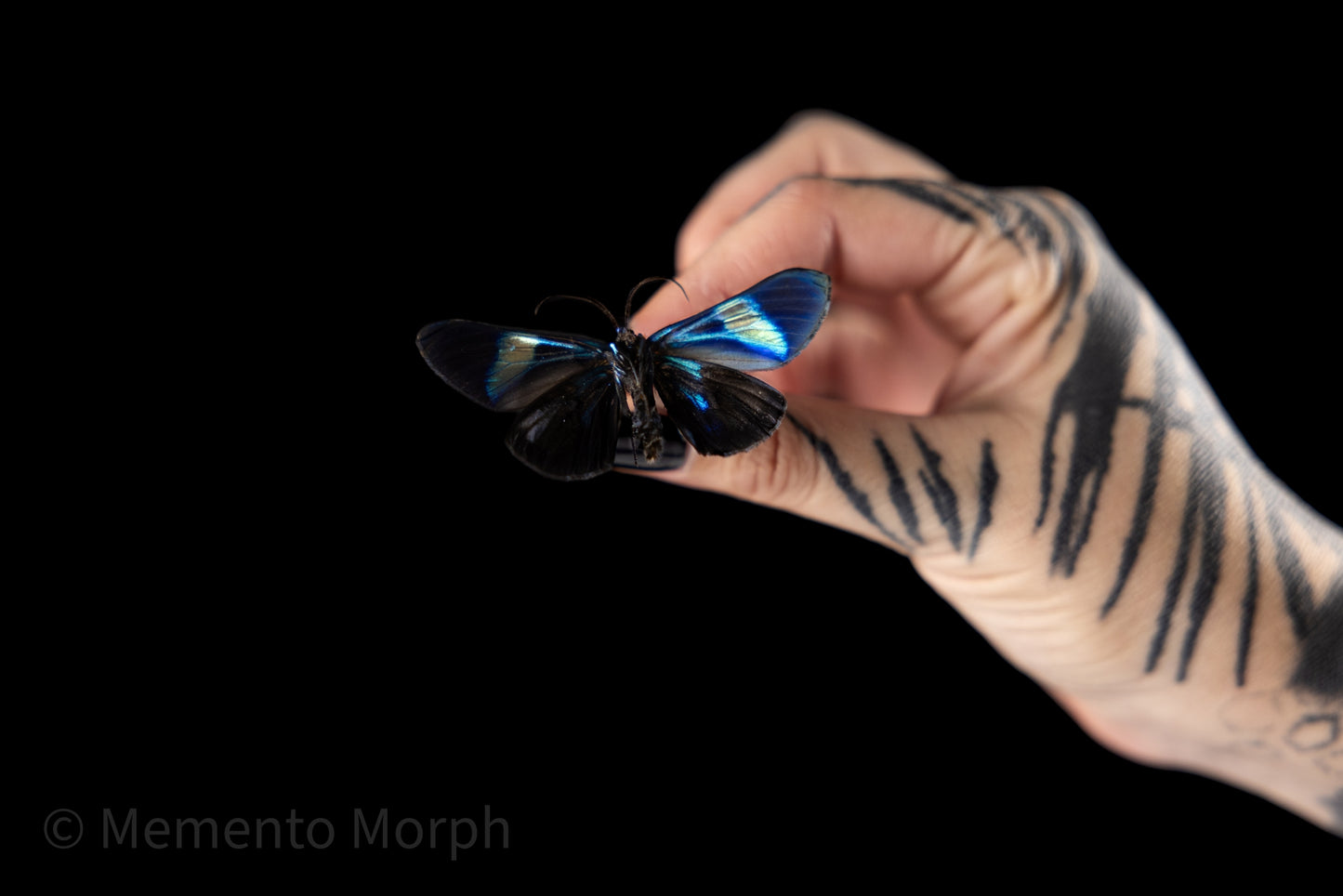 Milionia Delicatula Moth (Folded Wings)