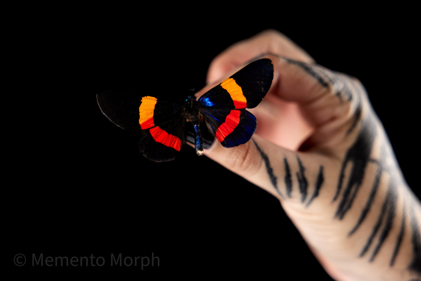 Milionia Drucei Moth (Folded Wings)