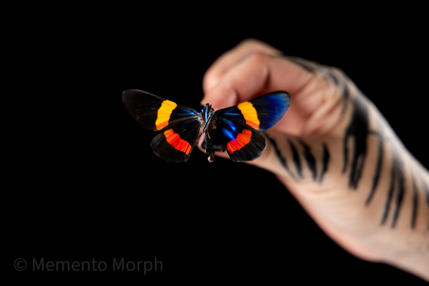Milionia Drucei Moth (Folded Wings)