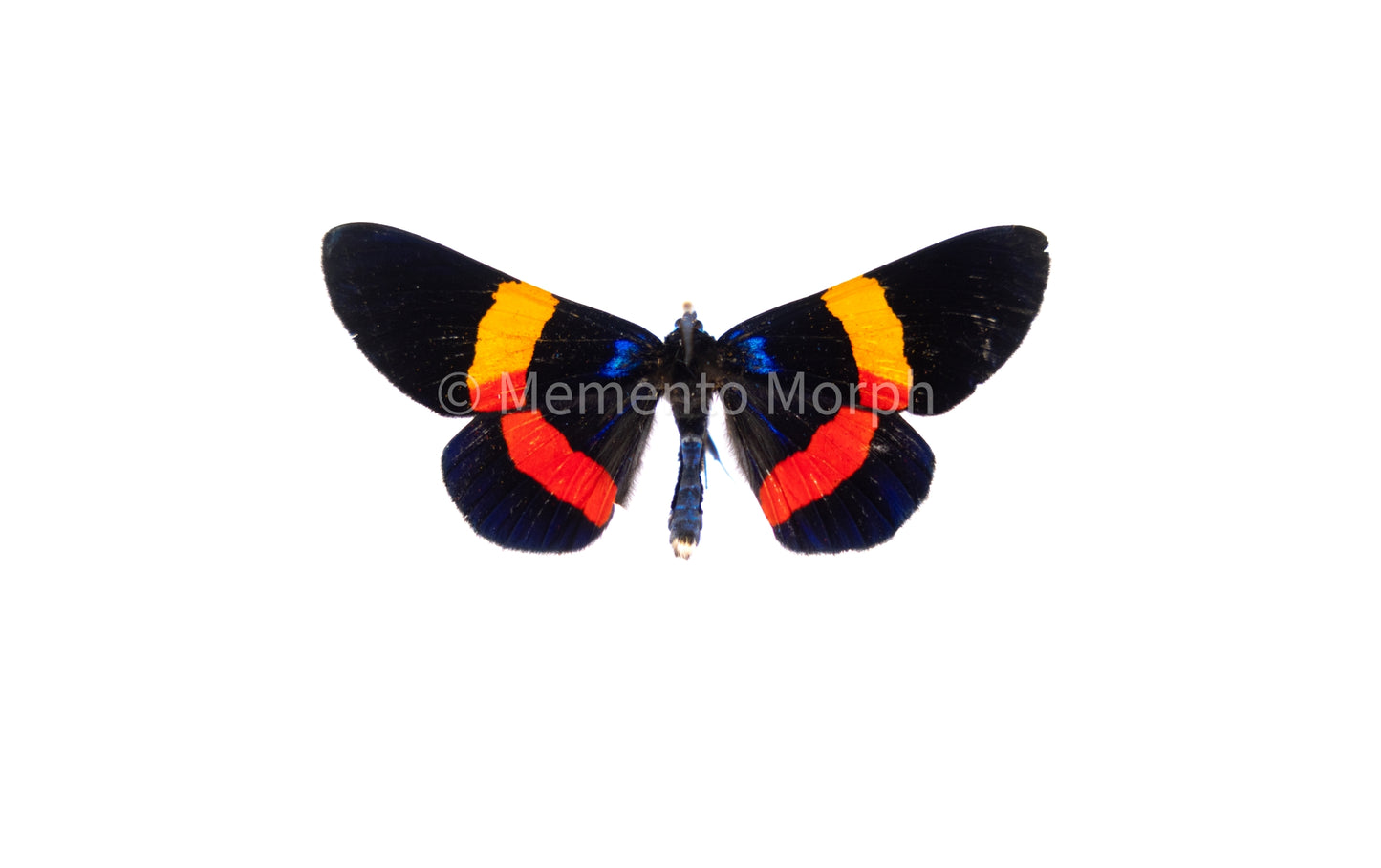 Milionia Drucei Moth (Folded Wings)