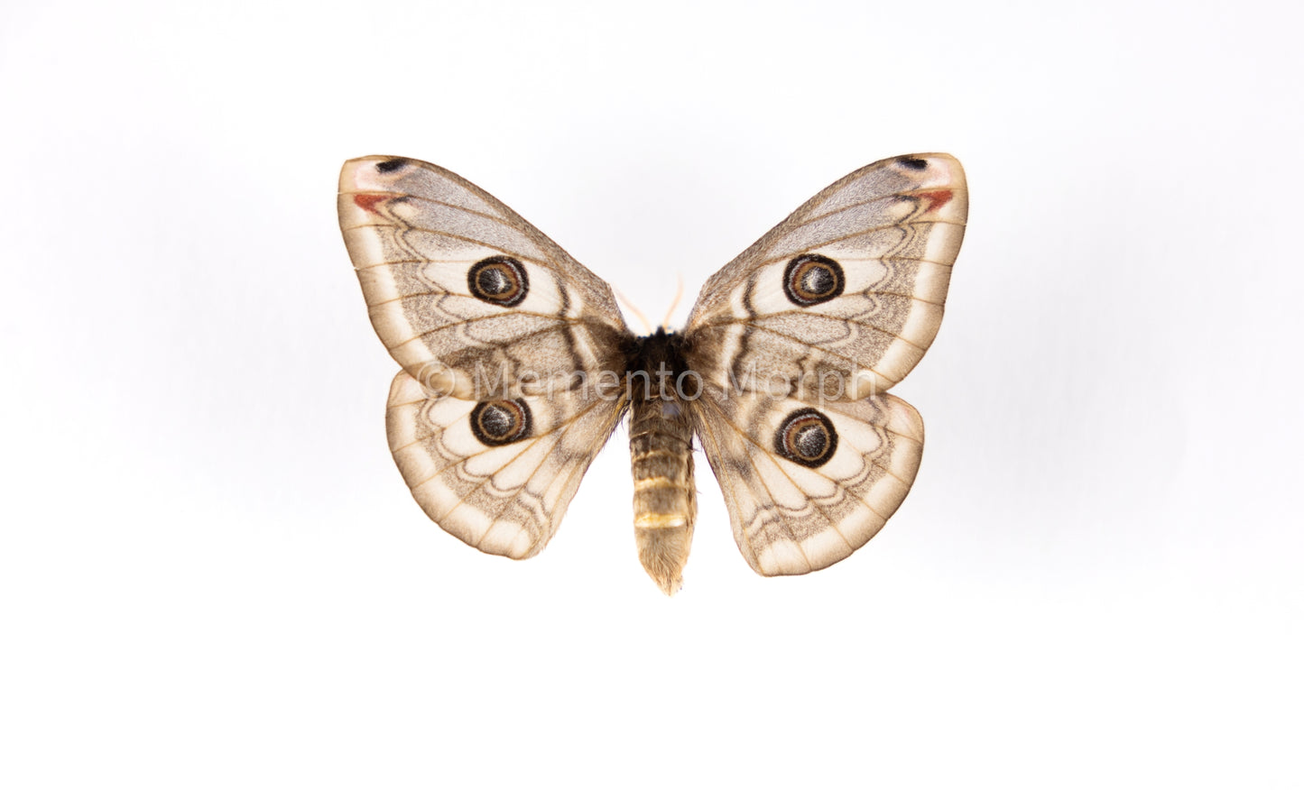 Saturnia Pavoniella Moth (Folded Wings)
