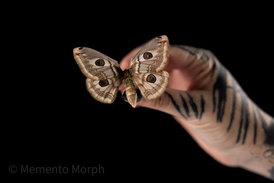 Saturnia Pavoniella Moth (Folded Wings)