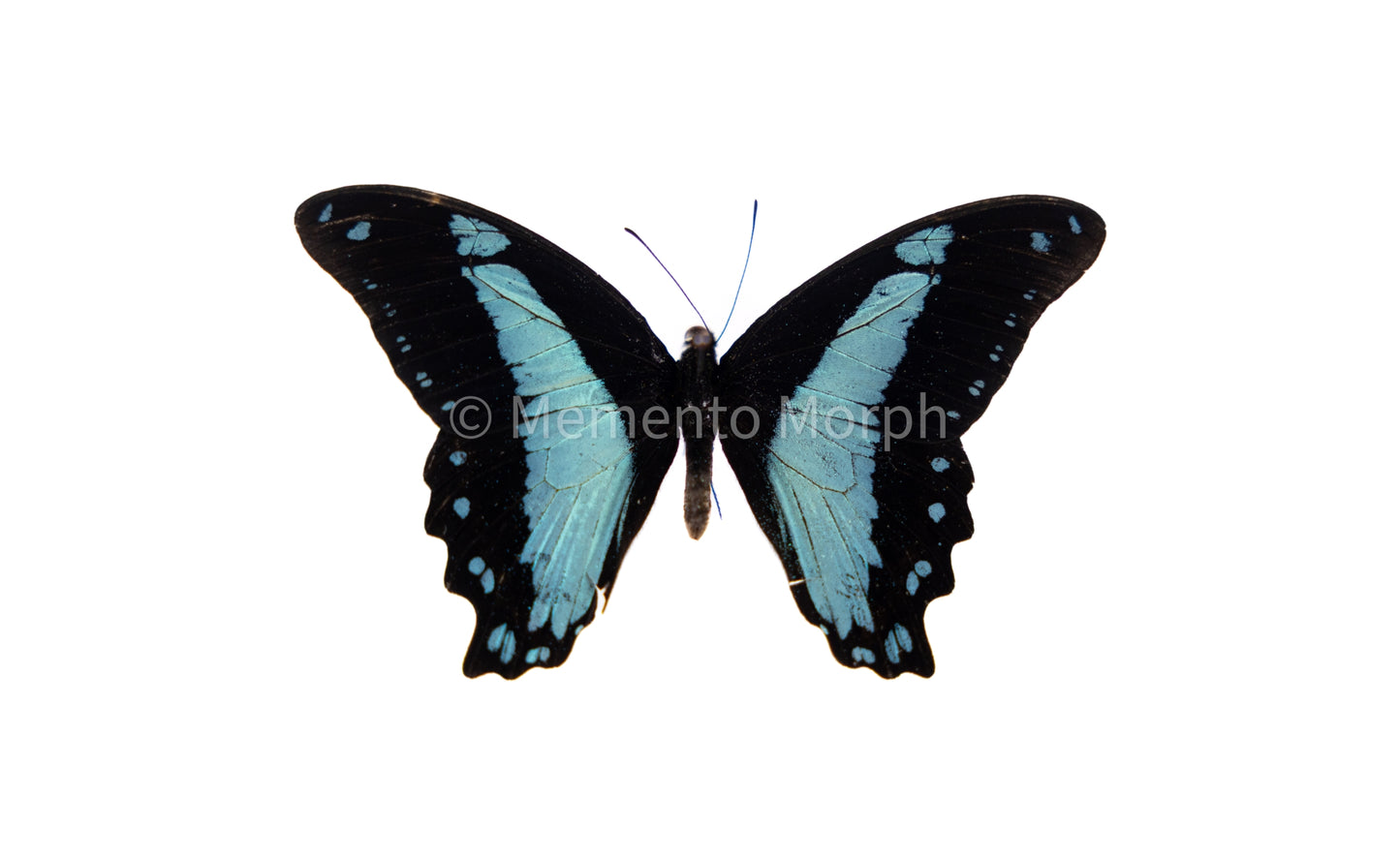 Papilio Nireus (Folded Wings)