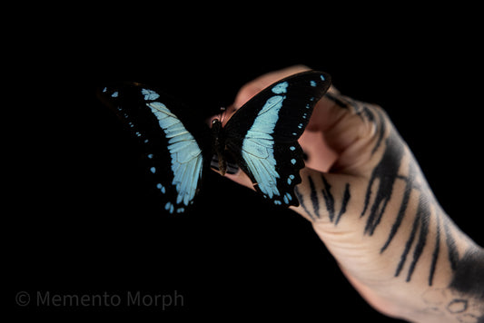 Papilio Nireus (Folded Wings)