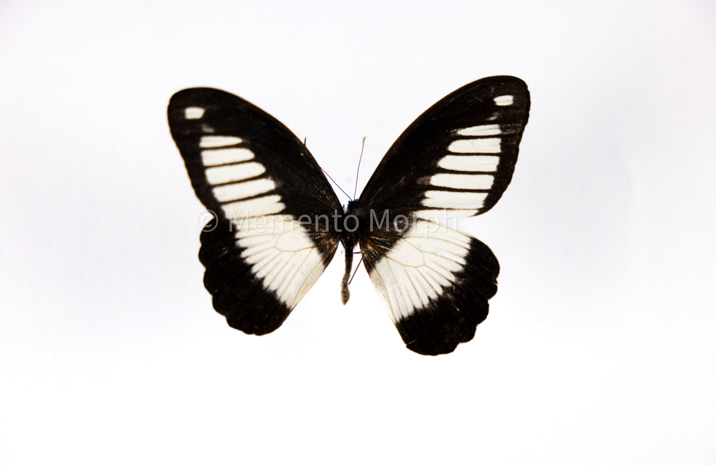 Papilio Cynorta (Folded Wings)