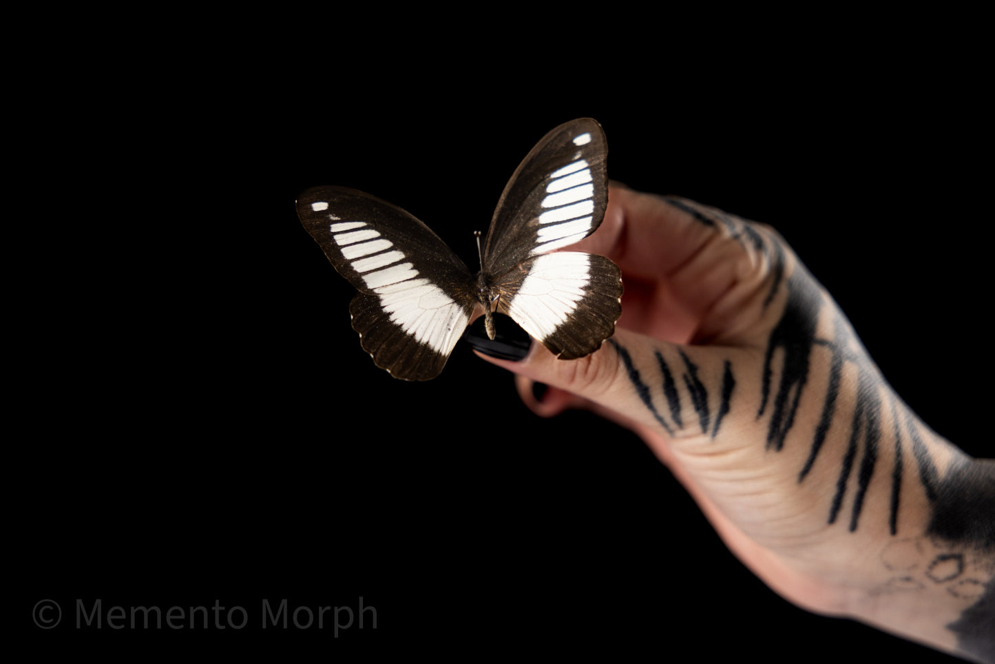 Papilio Cynorta (Folded Wings)